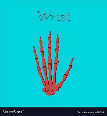Human organ icon in flat style wrist bone vector image