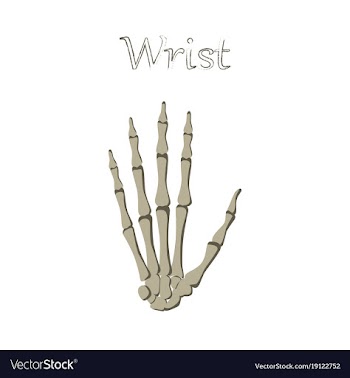 Human organ icon in flat style wrist bone vector image