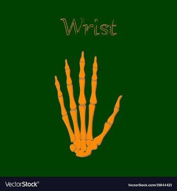 Human organ icon in flat style wrist bone vector image