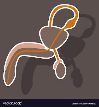 Human organ icon in sticker style male vector image