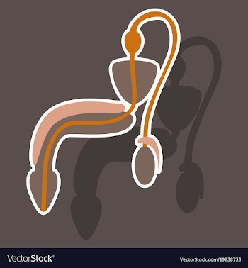 Human organ icon in sticker style male vector image