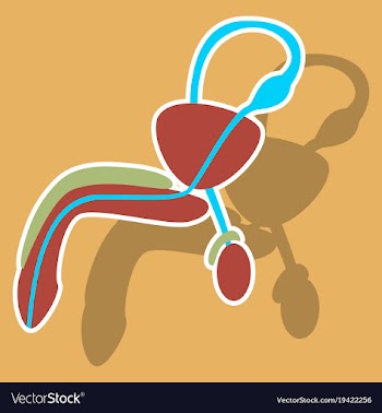 Human organ icon in sticker style male vector image