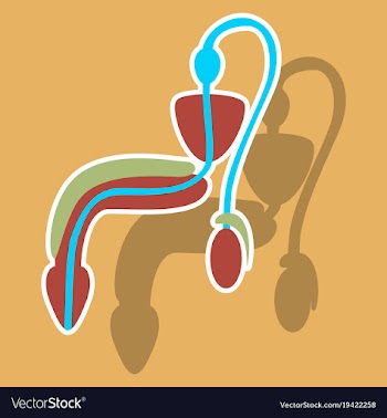 Human organ icon in sticker style male vector image