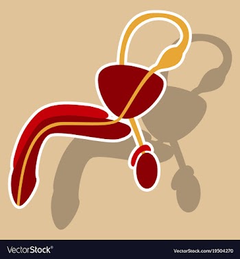 Human organ icon in sticker style male vector image
