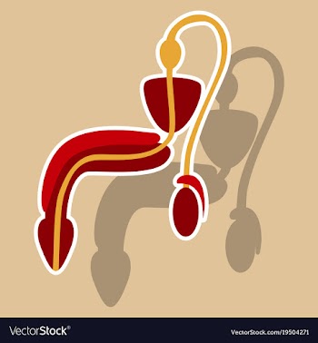 Human organ icon in sticker style male vector image