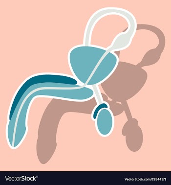 Human organ icon in sticker style male vector image