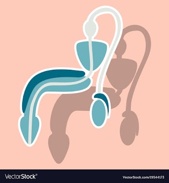 Human organ icon in sticker style male vector image