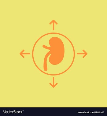 Human organ kidney various symptoms of Malaria on vector image