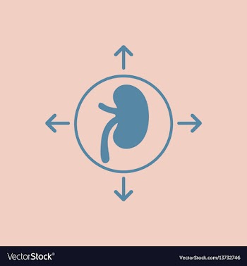 Human organ kidney various symptoms of malaria on vector image