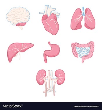 human organ set