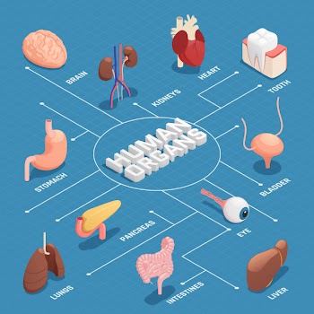 Human organs isometric flowchart Free Vector