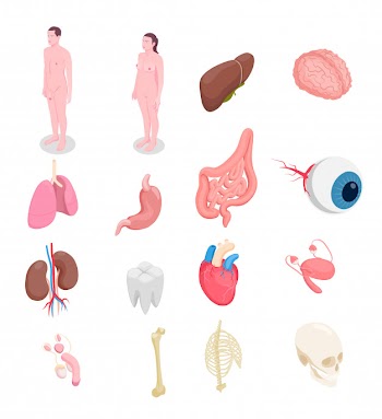 Human organs isometric icons set with male and female bodies liver eye bones kidneys heart isolated on white background 3d Free Vector