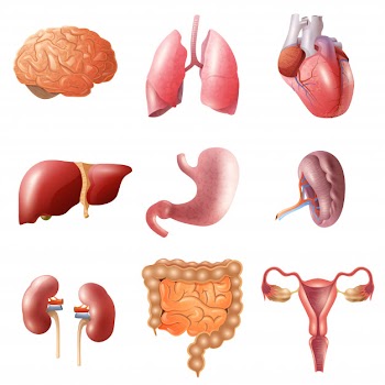 Human organs set
