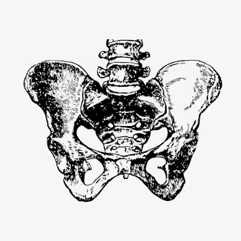 Human pelvic bone clipart, vintage | Free Vector - rawpixel