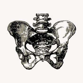 Human pelvic bone clipart, vintage | Free Vector - rawpixel