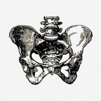 Human pelvic bone drawing, vintage | Free Photo - rawpixel
