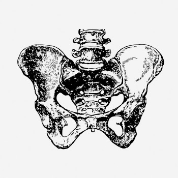 Human pelvic bone drawing, vintage | Free Photo - rawpixel