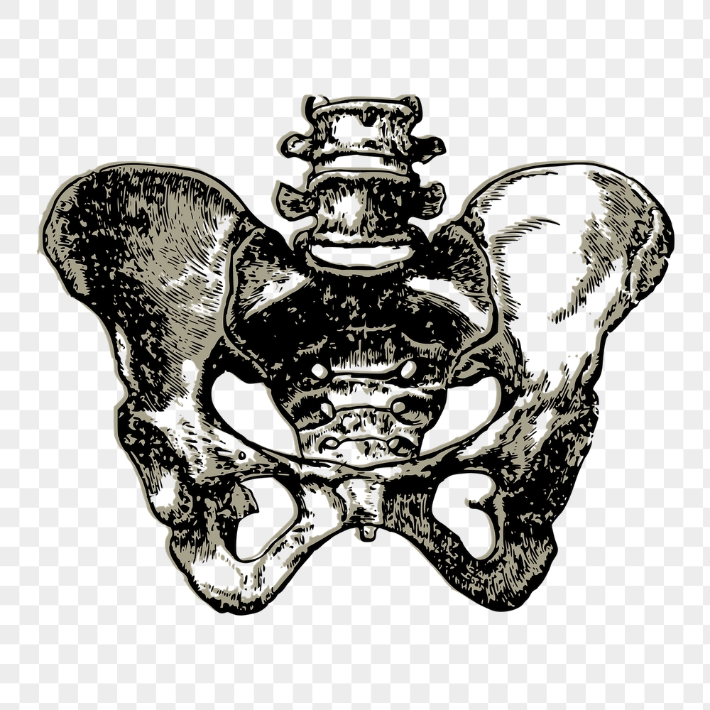 Human pelvic png bone sticker, | Free PNG - rawpixel