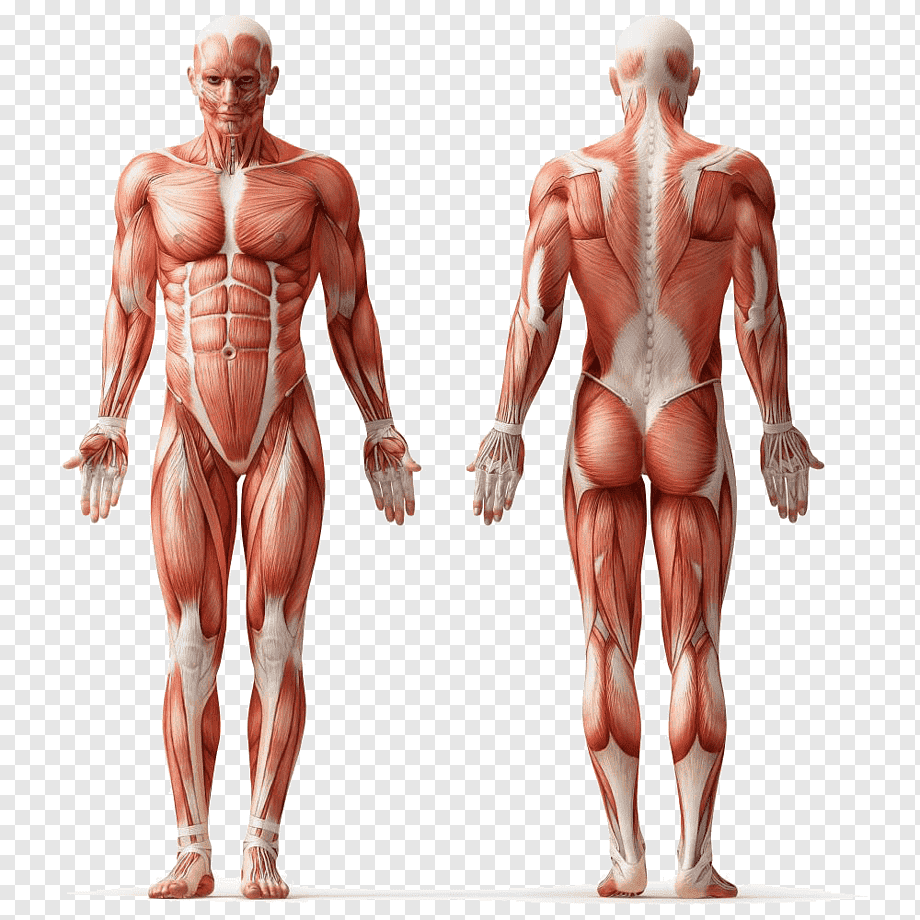human physiology, Human anatomy Muscle Human body Muscular system, muscle, human, fitness Professional, bodybuilder png