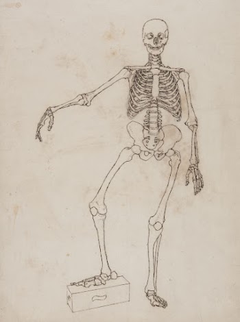 Human Skeleton, Anterior View by George | Free Photo - rawpixel