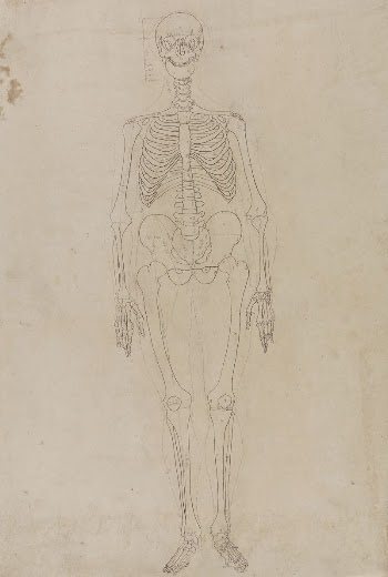 Human Skeleton, Anterior View by George | Free Photo - rawpixel