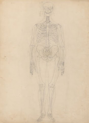 Human Skeleton, Anterior View by George | Free Photo - rawpixel