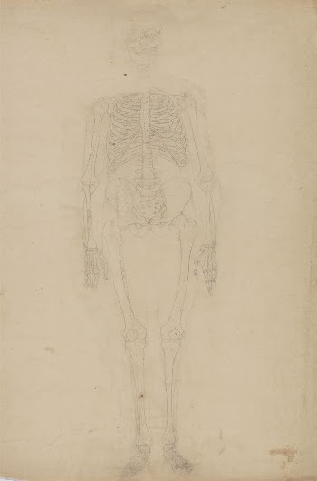 Human Skeleton, Anterior View by George | Free Photo - rawpixel