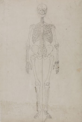Human Skeleton, Anterior View (Final | Free Photo - rawpixel