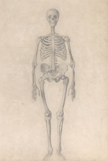 Human Skeleton, Anterior View (Finished | Free Photo - rawpixel