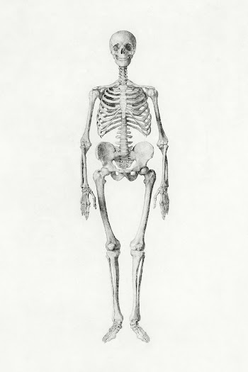 Human Skeleton, Anterior View (Finished Study… | Free public domain illustration