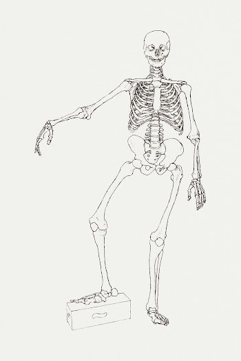 Human Skeleton, Anterior View… | Free public domain illustration