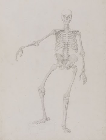 Human Skeleton, Anterior View (Right | Free Photo - rawpixel