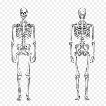 Human skeleton Bone Human body Anatomy - vector human skeleton png ...