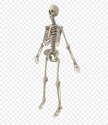 Human skeleton Bone - Human skeleton 