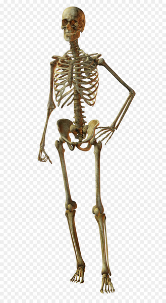 Human skeleton Bone Skull - Horror Skull 