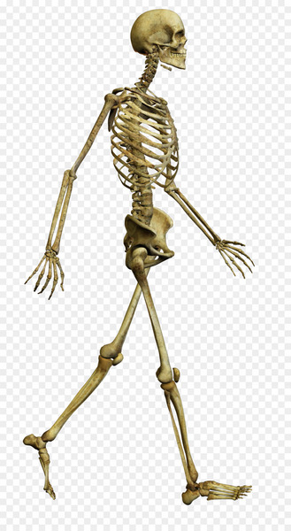 Human skeleton Bone Skull Human body - Walking skeleton 