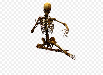 Human skeleton Bone u9ab7u9ac5 - Skull 