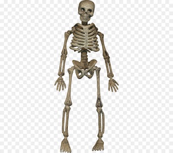 Human skeleton Homo sapiens Bone - Halloween skeleton skull 