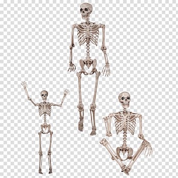 Human skeleton Human body Anatomy Bone, Skeleton transparent background PNG clipart