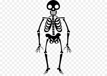 Human skeleton Icon - Halloween Skeleton Transparent PNG 