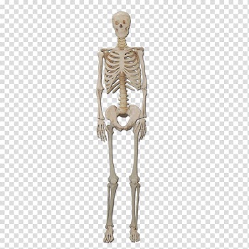 Human skeleton illustration, Human skeleton Bone Human body Organ, skeleton transparent background PNG clipart