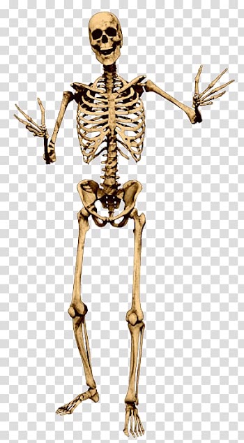 Human skeleton illustration ], Human skeleton Bone Skull, Skull skeleton transparent background PNG clipart
