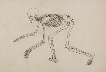 Human Skeleton, Lateral View by George | Free Photo - rawpixel