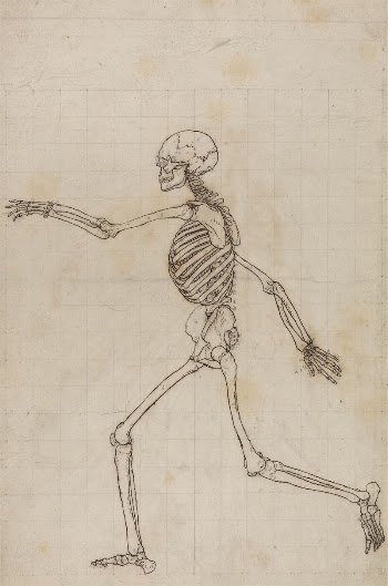 Human Skeleton, Lateral View by George | Free Photo - rawpixel
