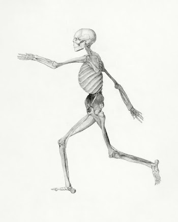 Human Skeleton, Lateral View (Close to the… | Free public domain illustration
