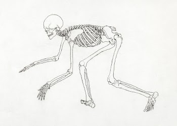 Human Skeleton, Lateral View… | Free public domain illustration