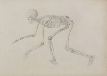 Human Skeleton, Lateral View (in | Free Photo - rawpixel