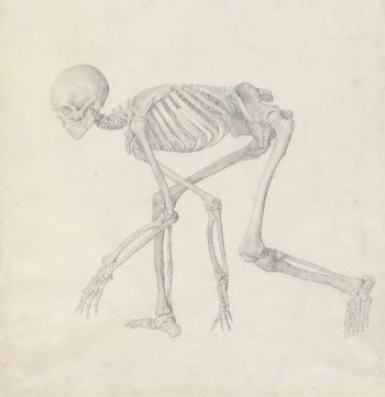 Human Skeleton, Lateral View (in | Free Photo - rawpixel