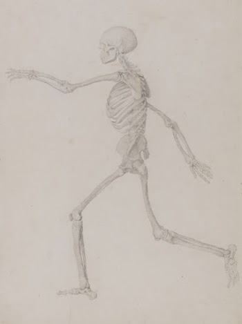 Human Skeleton, Lateral View Seen | Free Photo - rawpixel