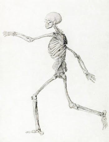 Human Skeleton, Lateral View Seen from the… | Free public domain illustration